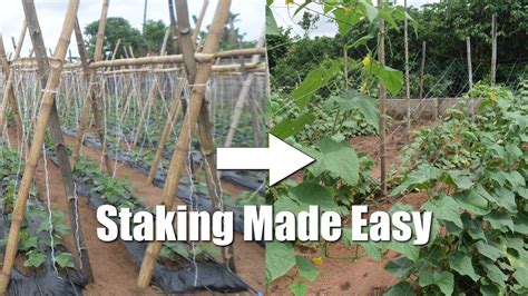 stalking meaning in agriculture|The Role of Staking and Pruning Methods on Yield and  .